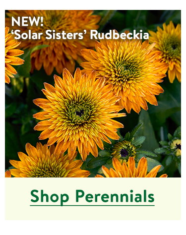 Perennial Plants