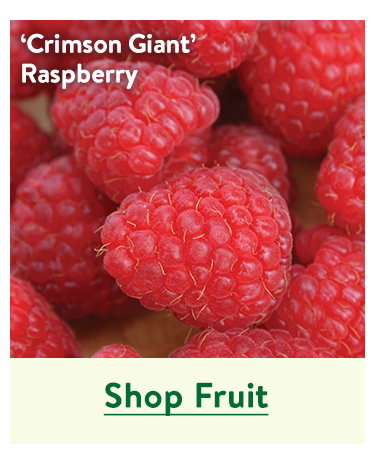 Fruit and Berry Plants