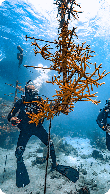 World Oceans Day