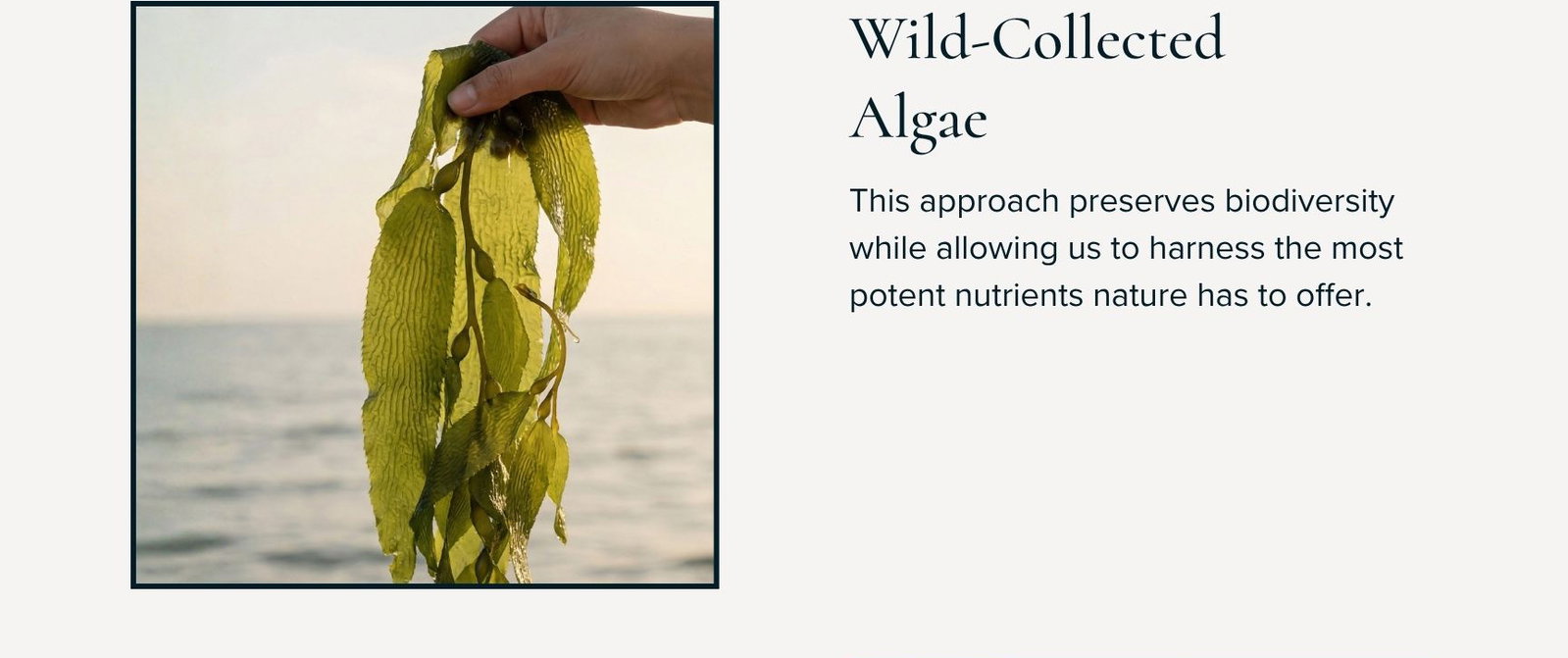 Wild-Collected Algae