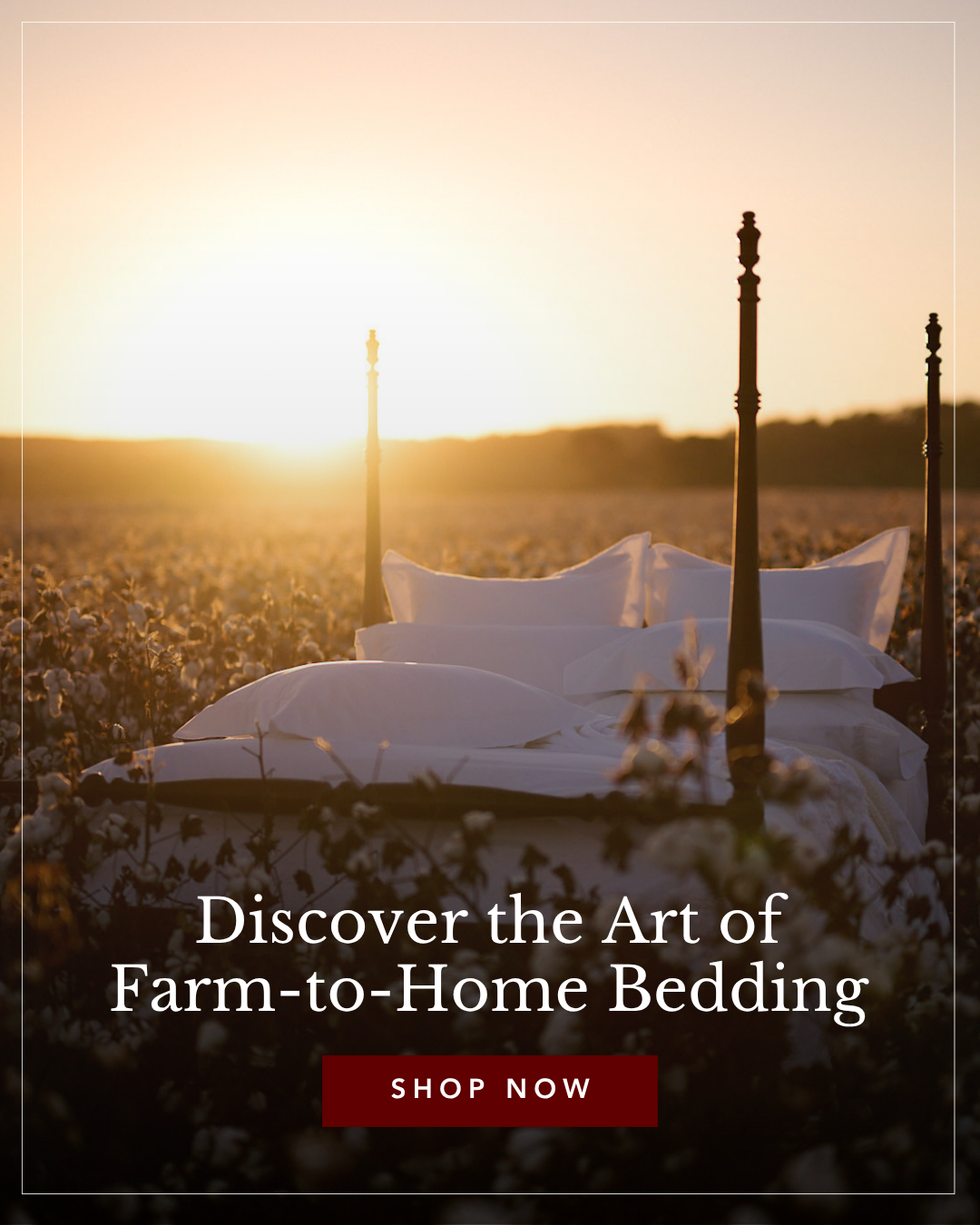 A four-poster bed with crisp white bedding sits in a cotton field under a golden sunset.