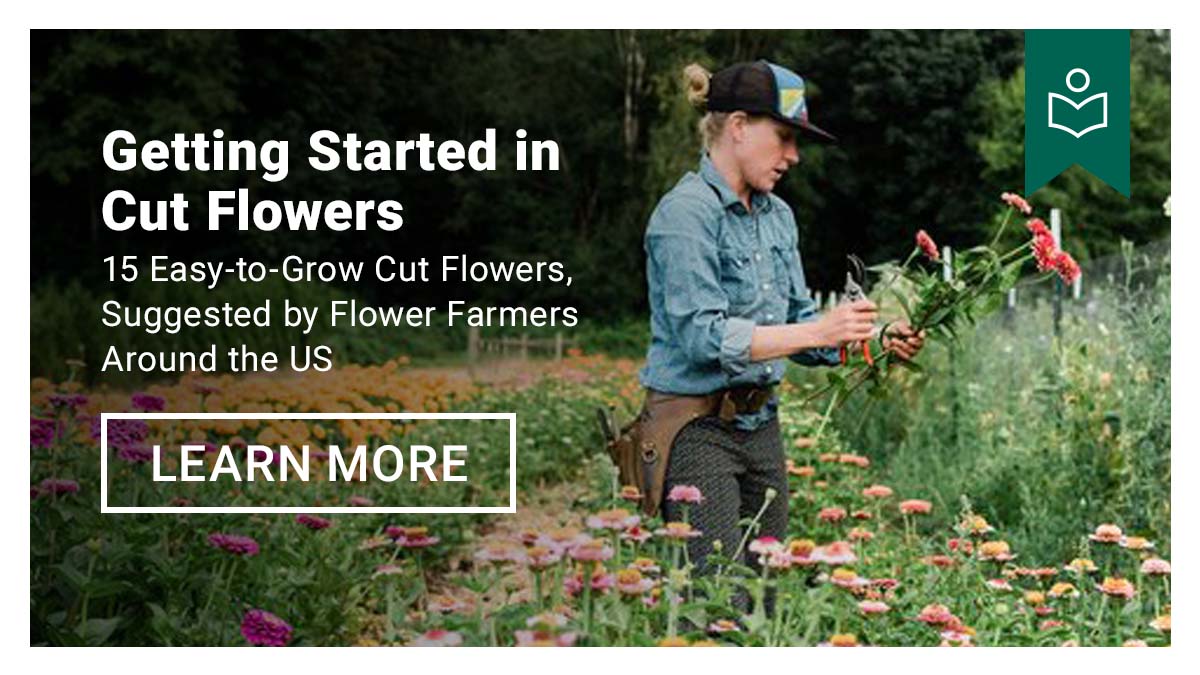 Getting Started in Cut Flowers