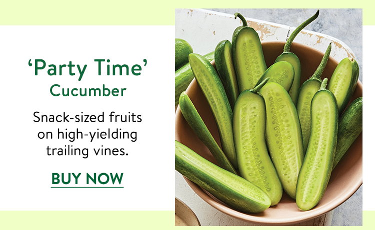Party Time, Cucumber