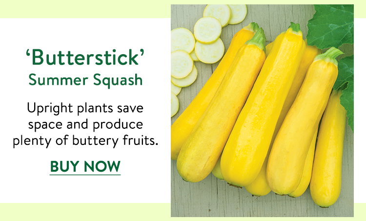 Butterstick, Summer Squash