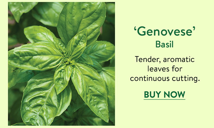 Genovese, Basil