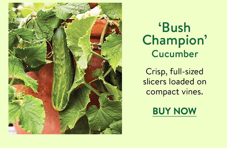 Bush Champion, Cucumber