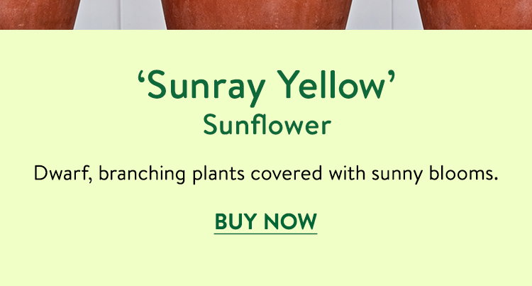 Sunray Yellow, Sunflower