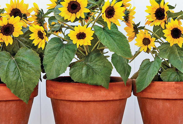 Sunray Yellow, Sunflower