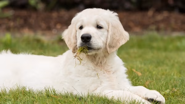 Why your dog eats grass | Popular Science