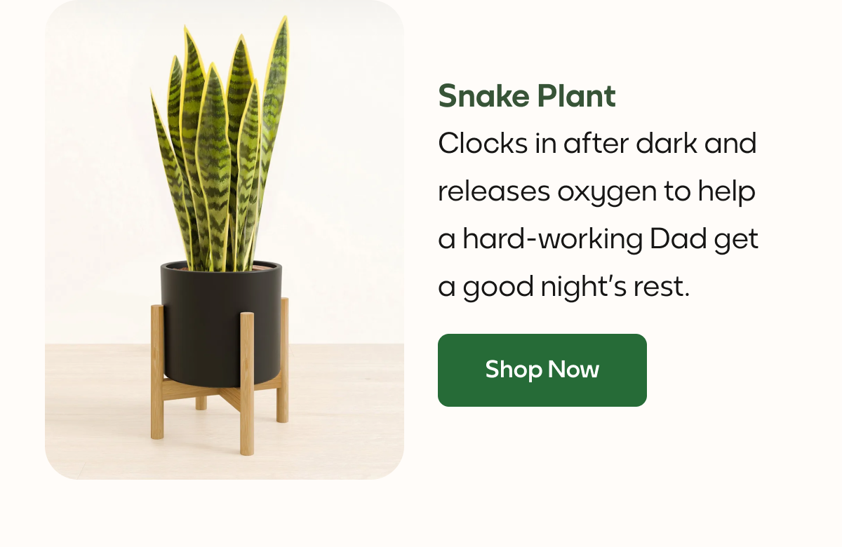 Snake Plant
