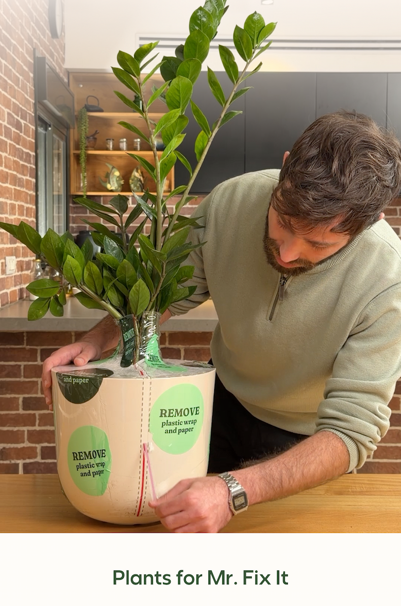 Plants for Mr. Fix It