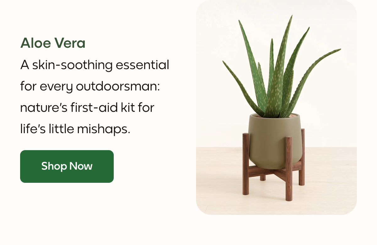 Aloe Vera