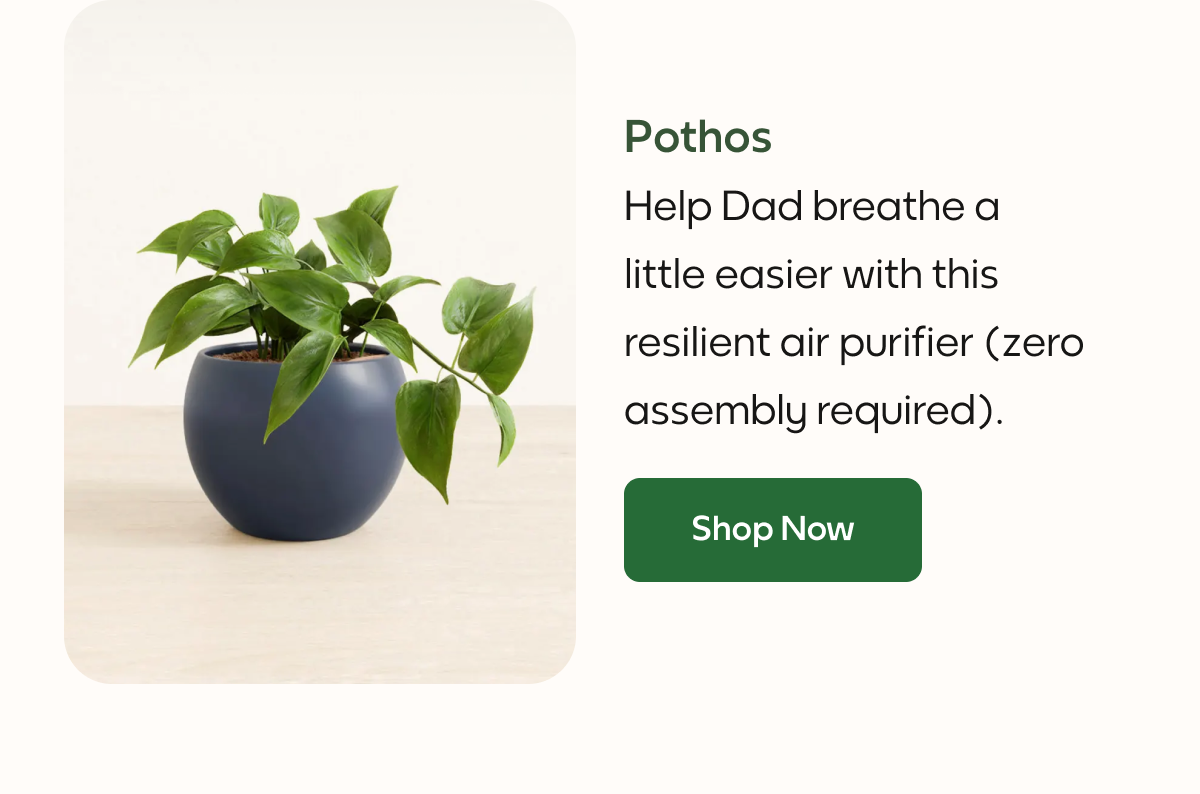 Pothos