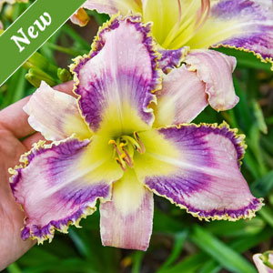 Kingdom Bound Reblooming Daylily