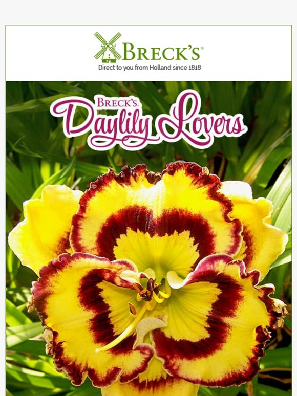 Imagine summer days filled with daylilies!