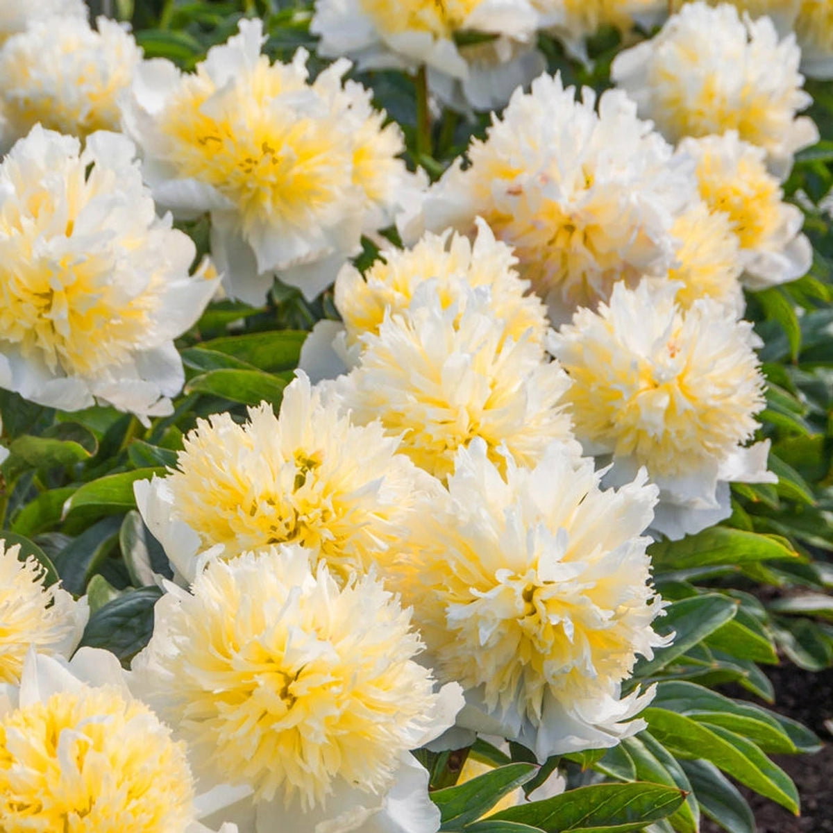 Honey Gold Peony