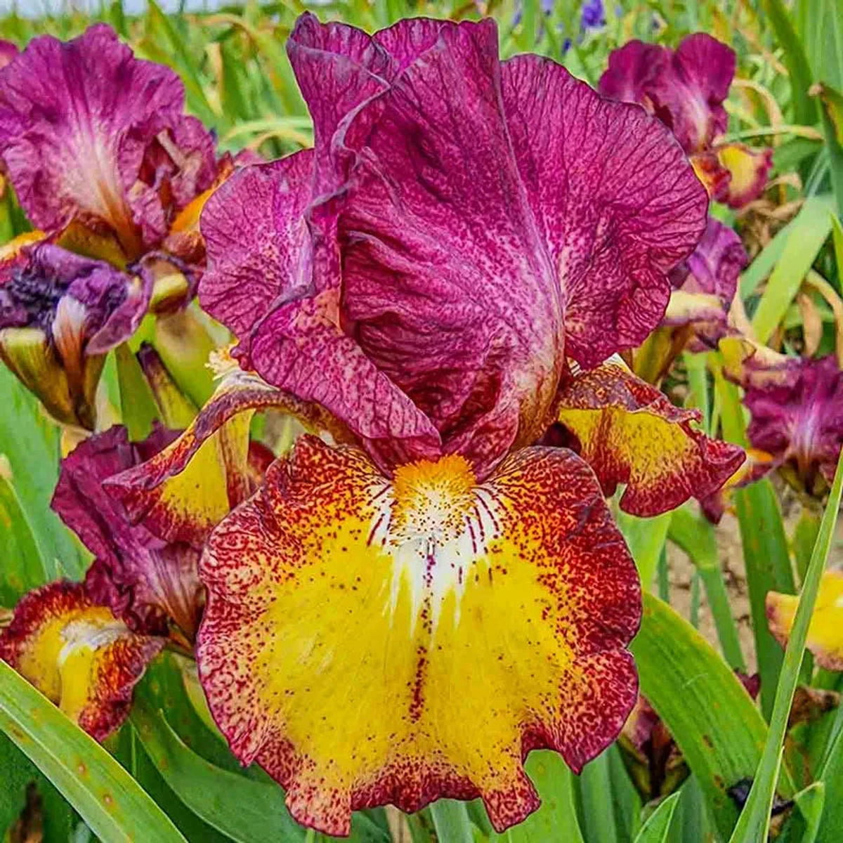 Red Hot Chili Reblooming Bearded Iris