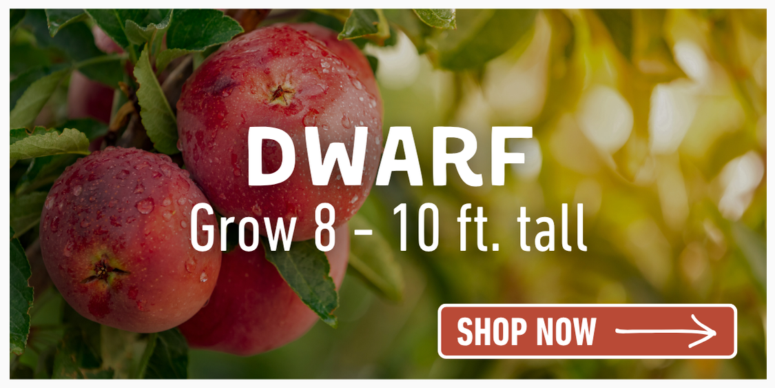 Shop Dwarf Trees