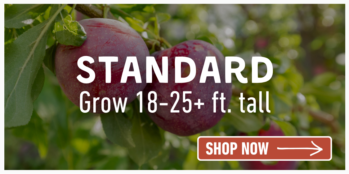 Shop Standard Trees