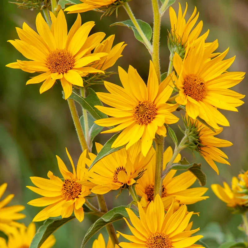 Image of Maximilian Sunflower Plant