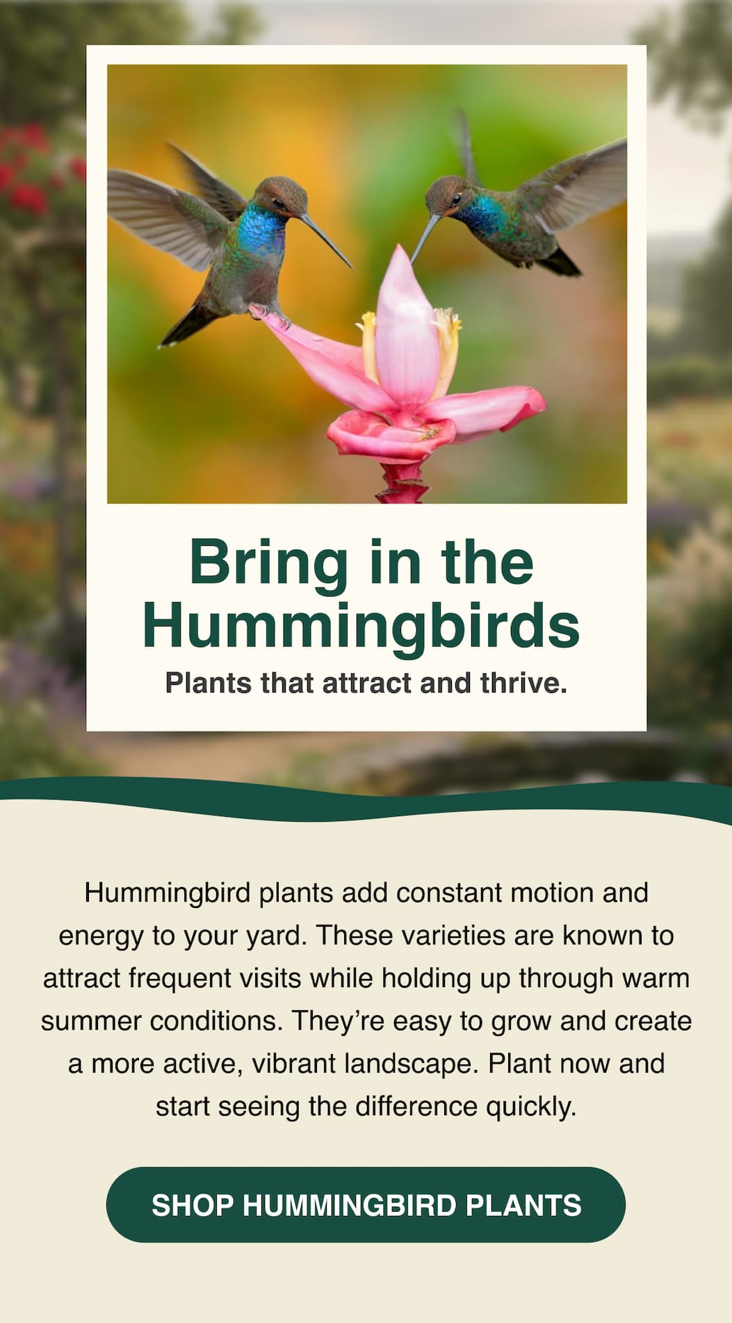 Bring in the hummingbirds