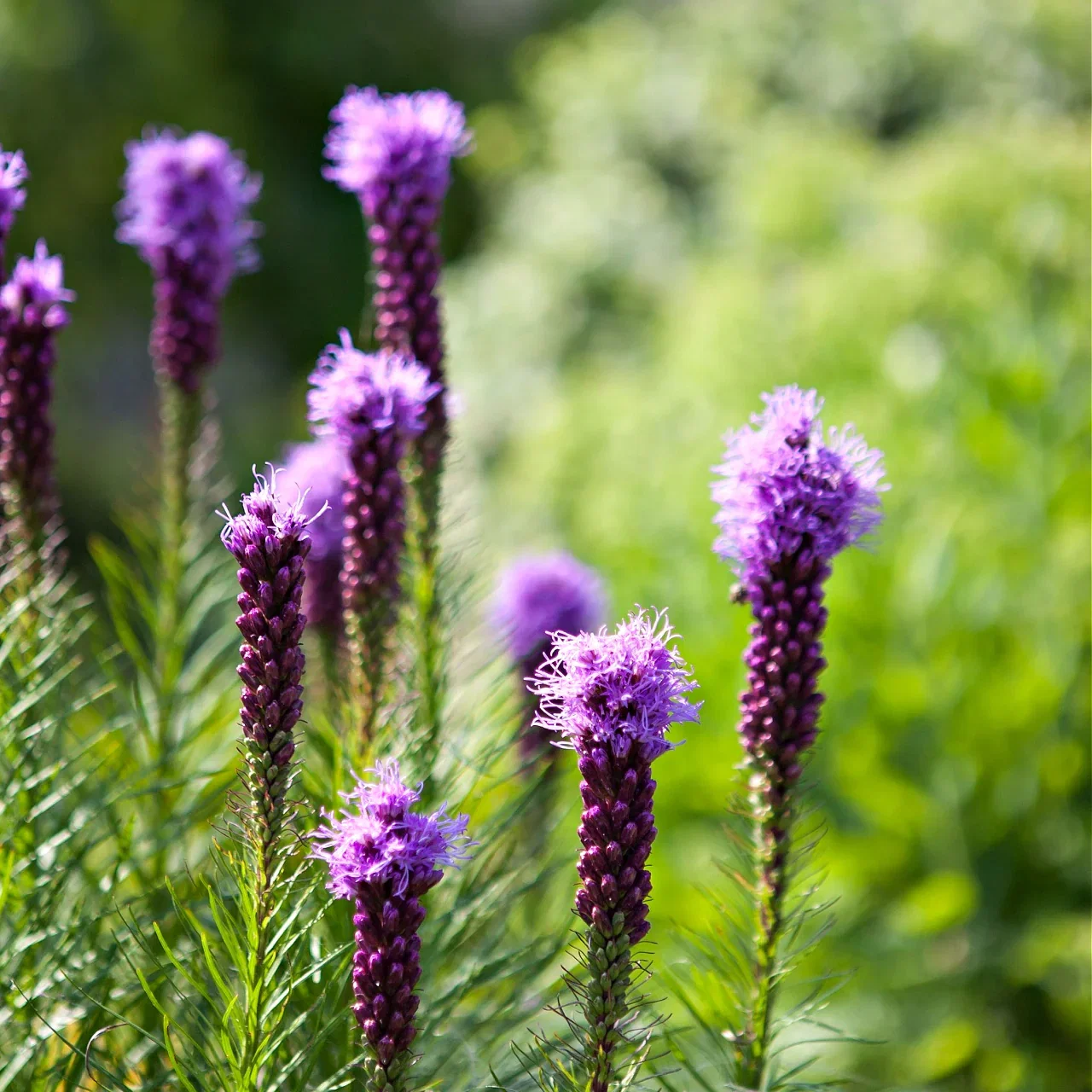 Image of Gayfeather Liatris Plant