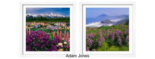 Shop the Adam Jones Collection