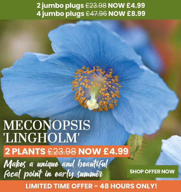 Meconopsis 'Lingholm'