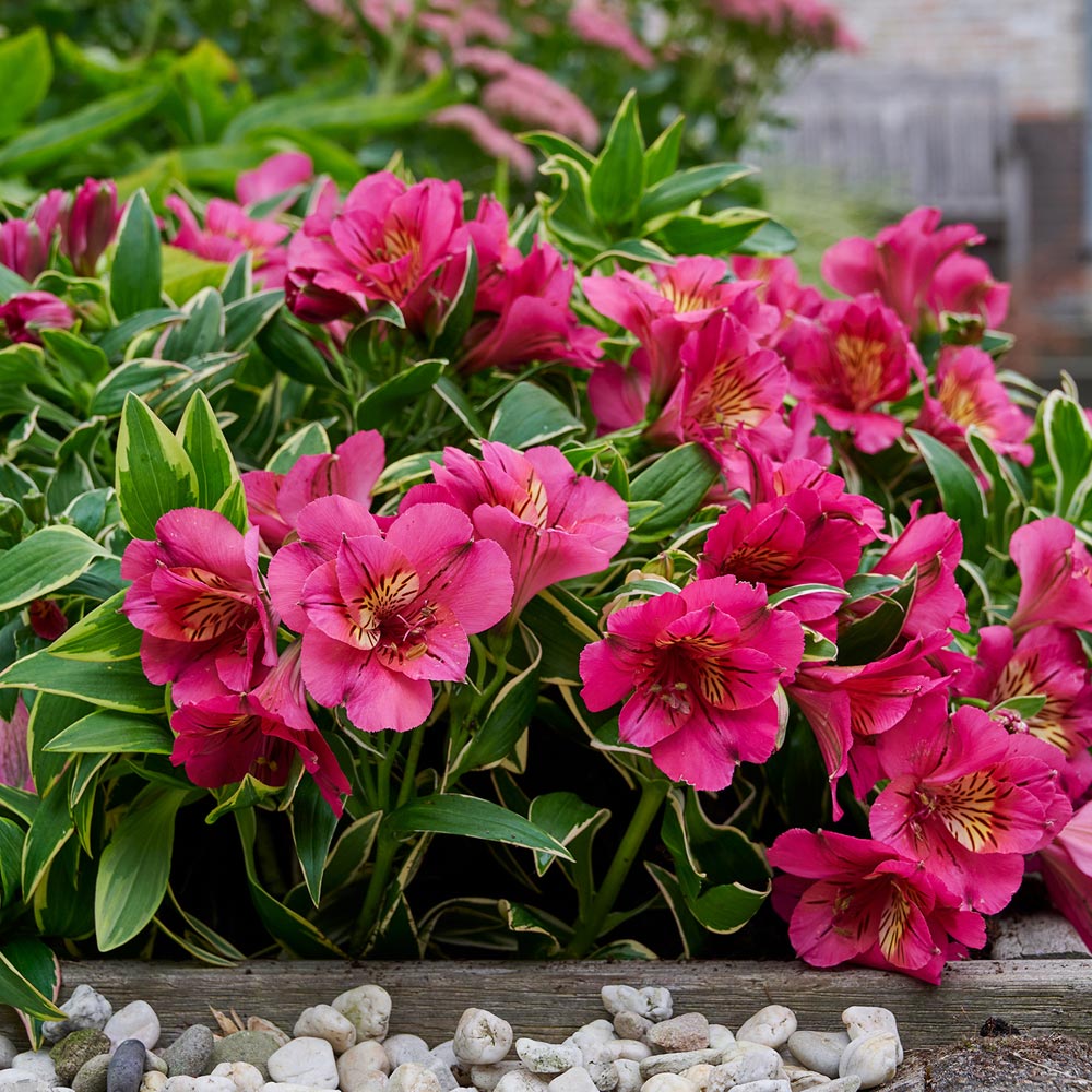 Alstroemeria 'River Valley'