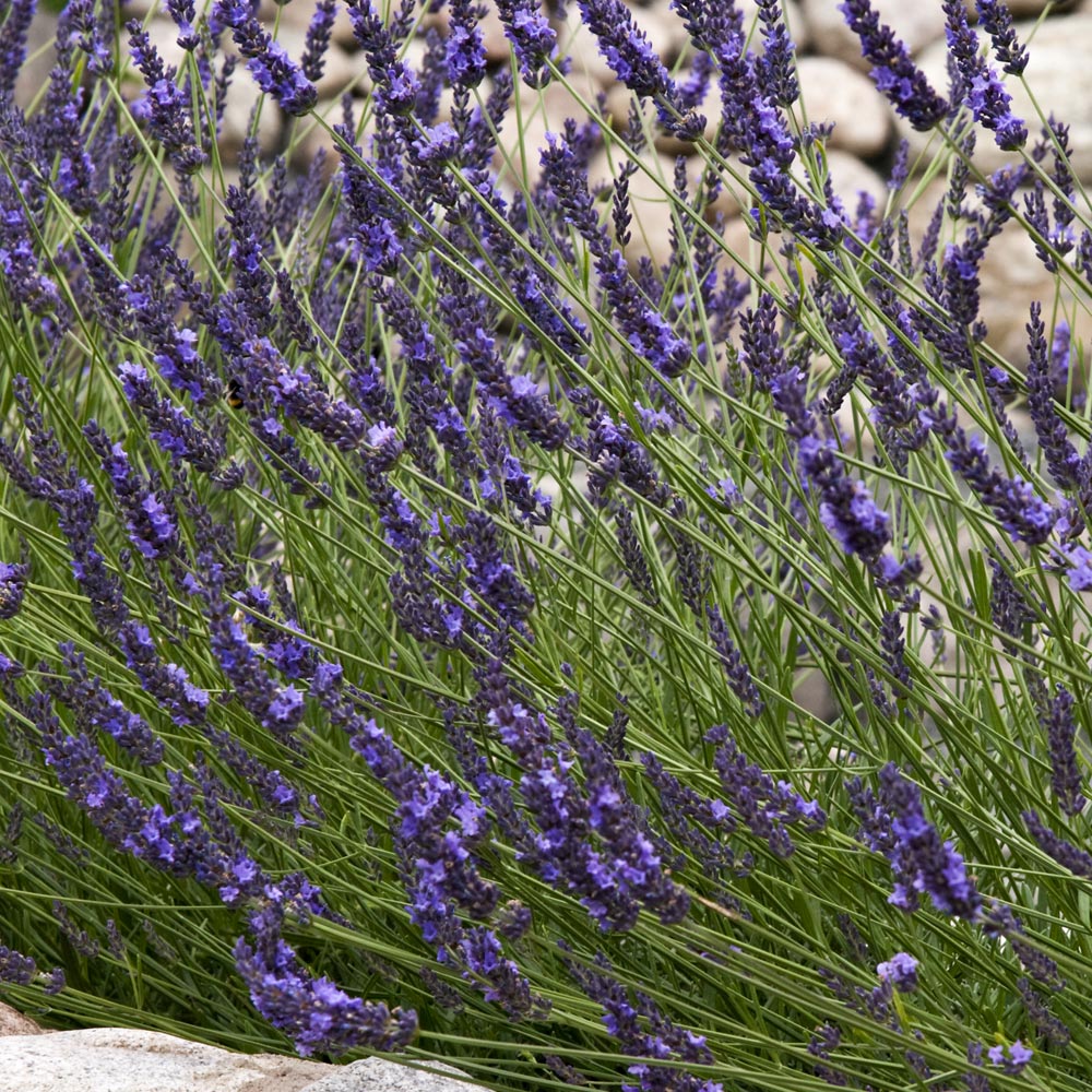 English Lavender