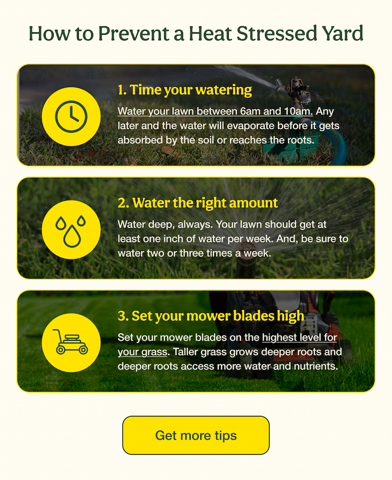 How to Prevent a Heat Stressed Yard | Get more tips