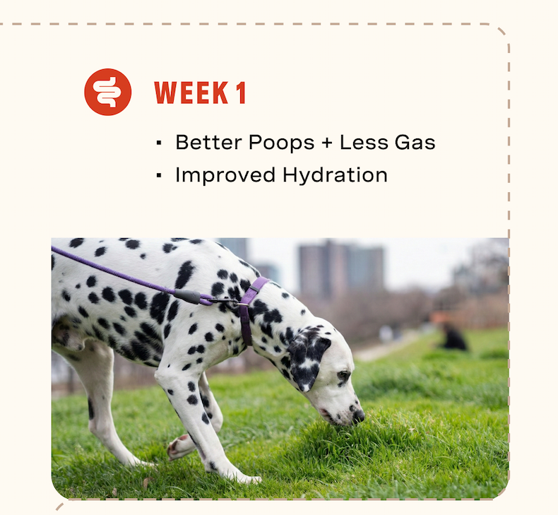 Week 1: better poops, less gas, improved hydration
