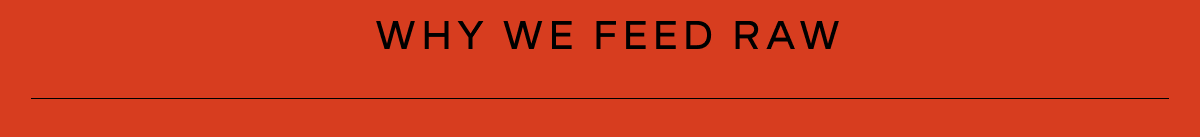WHY WE FEED RAW
