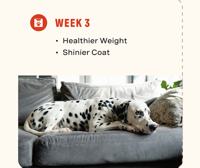 Week 3: healthier weight, shinier coat