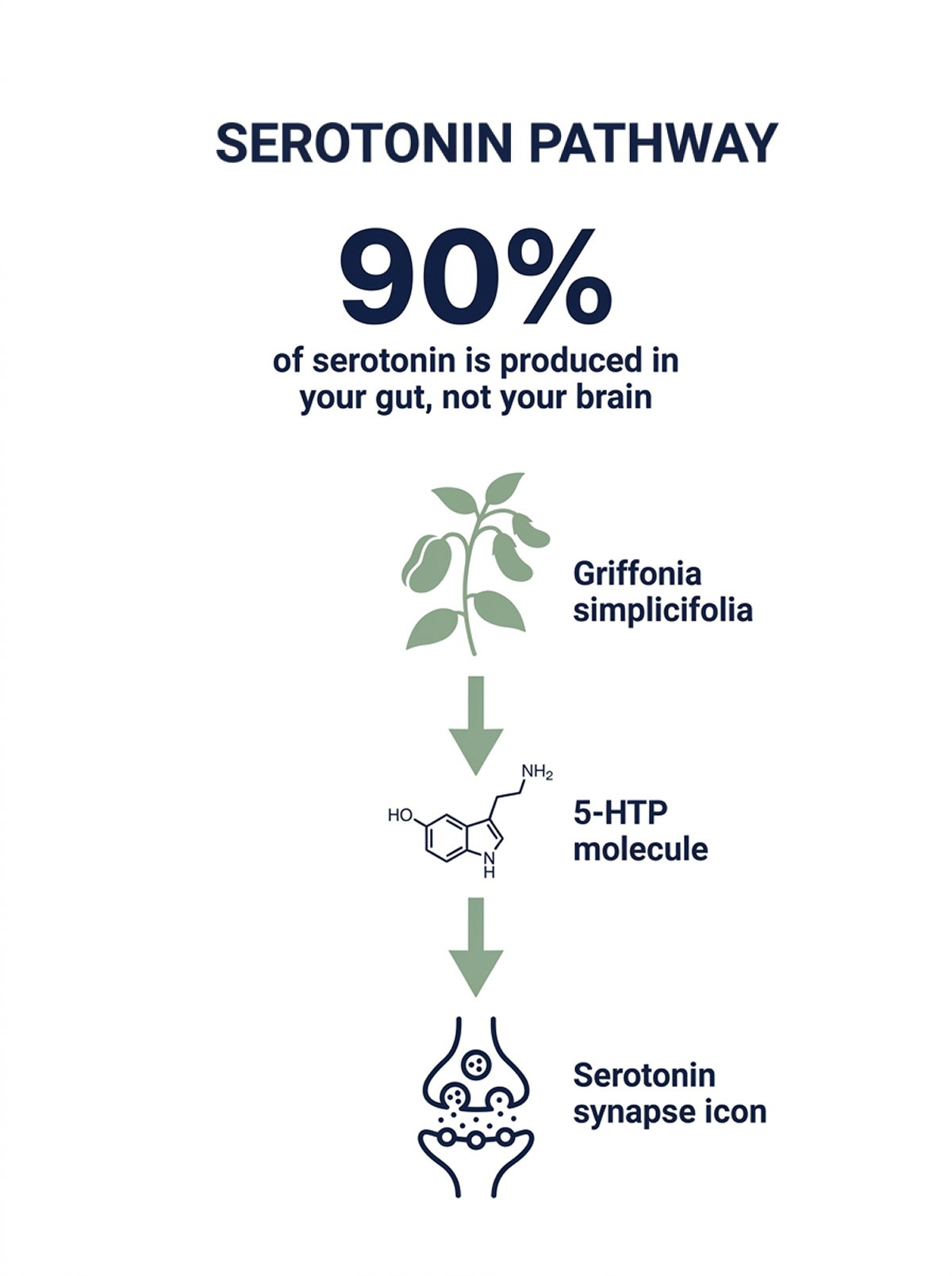 Serotonin Pathway - 90% of serotonin is produced in your gut, not your brain