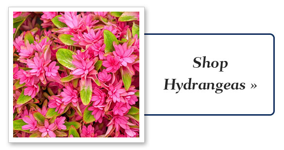 Shop Hydrangeas