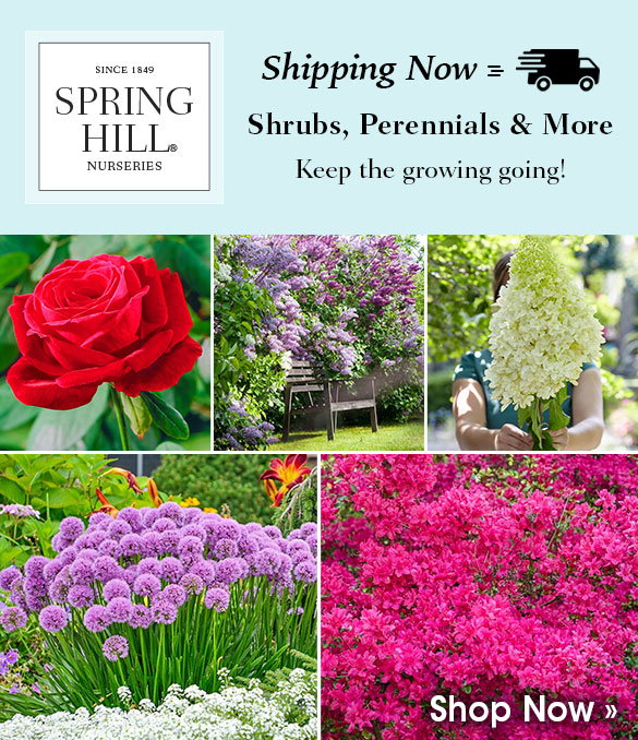 Plants Shipping Now