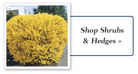 Shop Shrubs & Hedges 