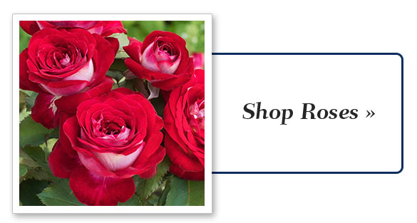 Shop   Roses