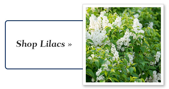 Shop Lilacs 