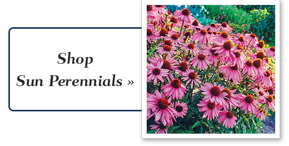 Shop Sun Perennials