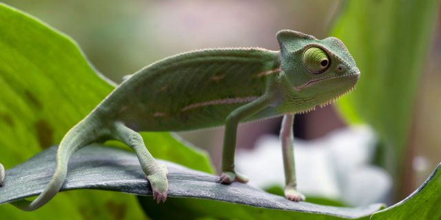 caméléon