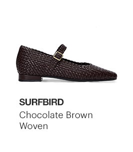 Surfbird, Chocolate Brown