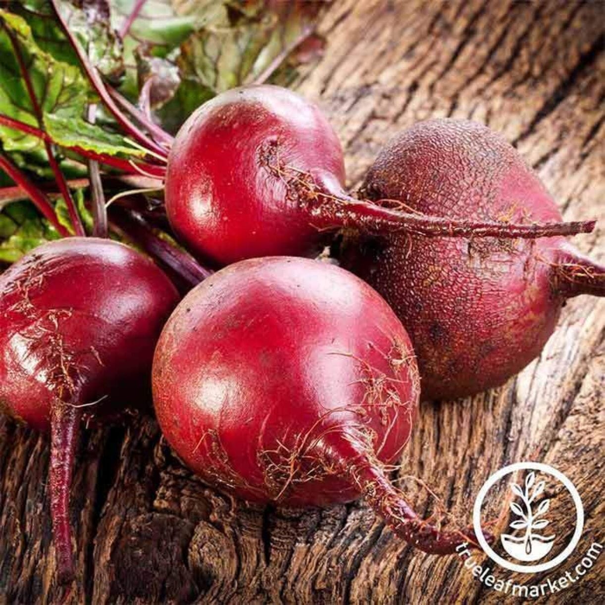 Beet Seed - Bulls Blood