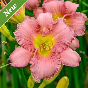 Pinkapotamus Reblooming Daylily
