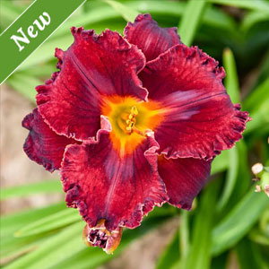 Gothic Grenadine Daylily