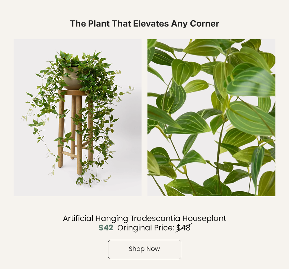 The Plant That Elevates Any Corner
