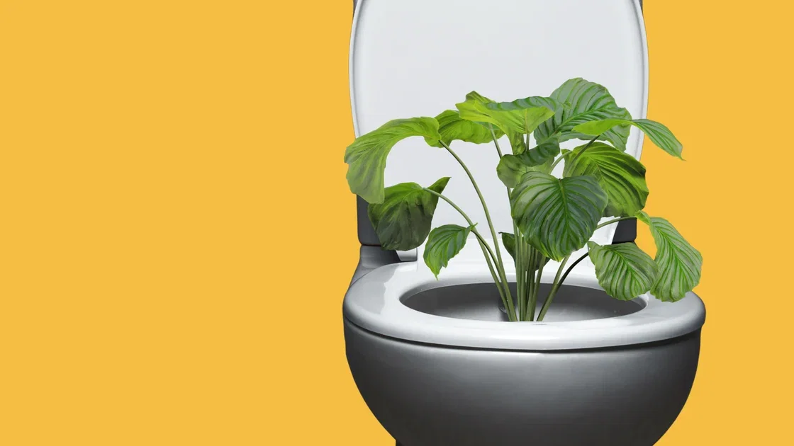 A plant growing from a toilet bowl