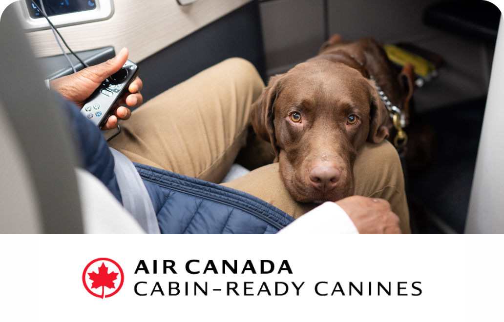 A service dog sits calmy with a passenger on board a flight as part of the Cabin-Ready Canines program.
