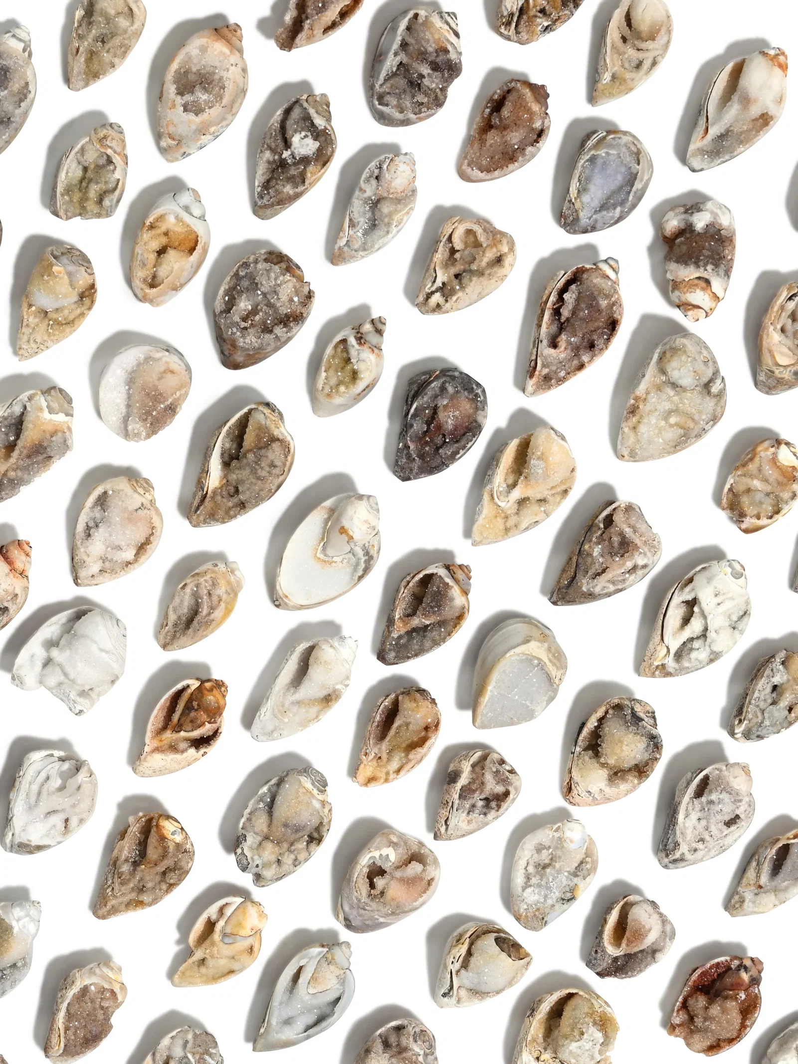 Image of Druzy Fossilized Shell